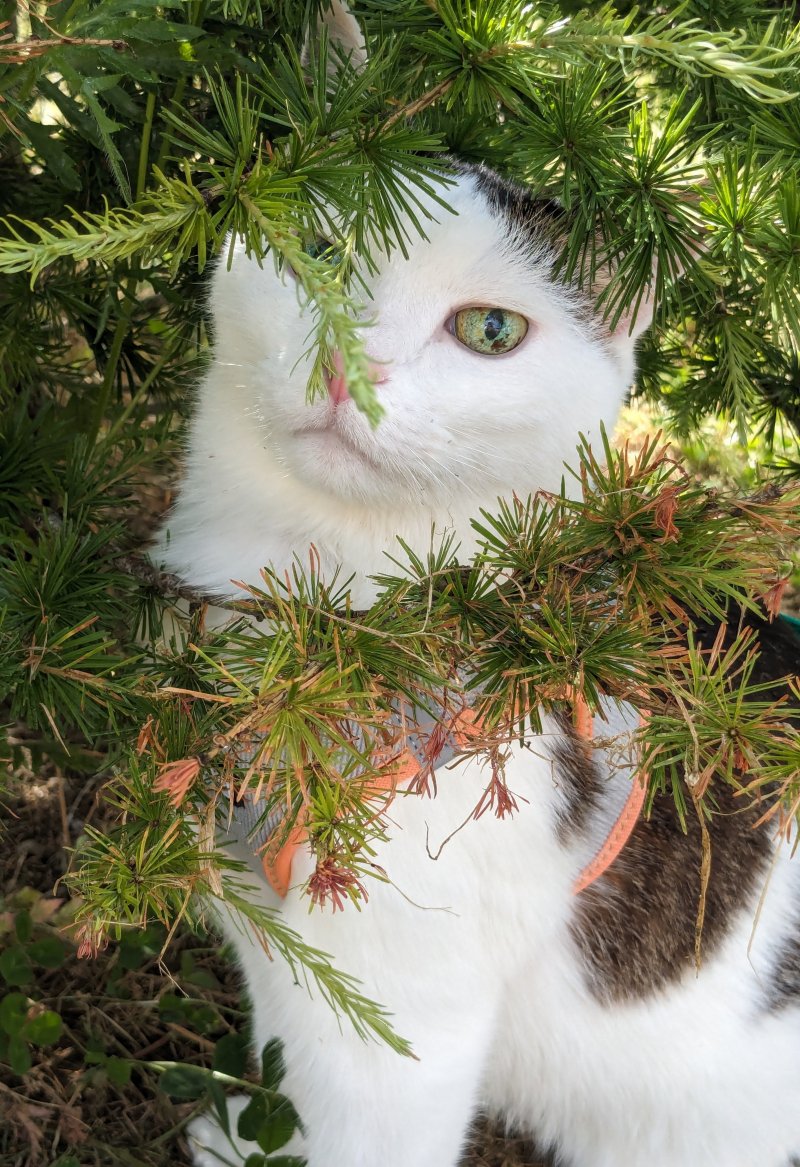 Profile photo of Khrusha aka Mr. Piggy